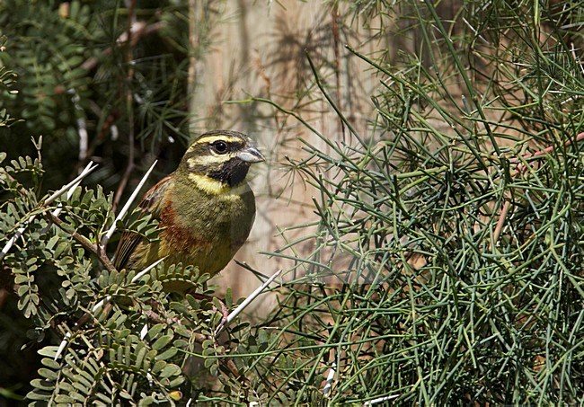 Mannetje Cirlgors; Male Cirl Bunting stock-image by Agami/Markus Varesvuo,