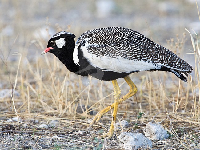 Mannetje Botswanatrap, Male White-quilled Bustard stock-image by Agami/Wil Leurs,
