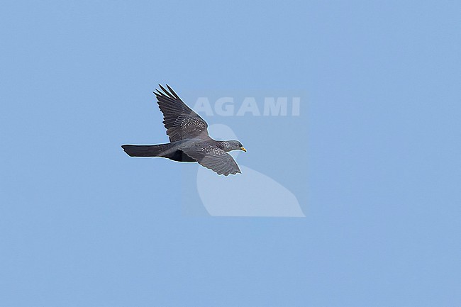 Sao Tome Olive Pigeon (Columba thomensis) taken the 25/08/2025 at Sao Tomé. stock-image by Agami/Nicolas Bastide,
