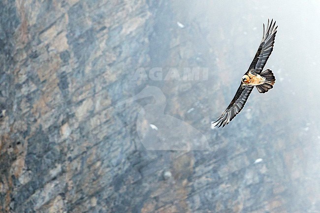 Adult Bearded Vulture (Gypaetus barbatus barbatus), in flight over snow-covered Alps in Switzerland. Also known as Lammergeier. stock-image by Agami/Ralph Martin,