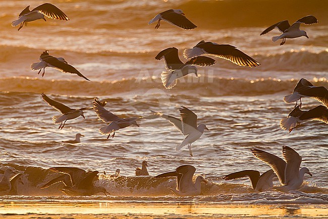 Herring Gull, Larus argentatus and Lesser Black-backed Gull, Larus fuscus foraging in the surf for shellfish stock-image by Agami/Menno van Duijn,