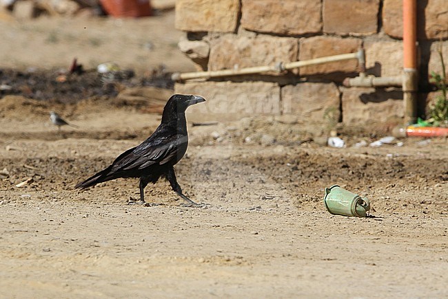 Punjab Raven (Corvus corax laurencei) in Desert National Park, India. Rrestricted to the Sindh district of Pakistan and adjoining regions of northwestern India. stock-image by Agami/James Eaton,
