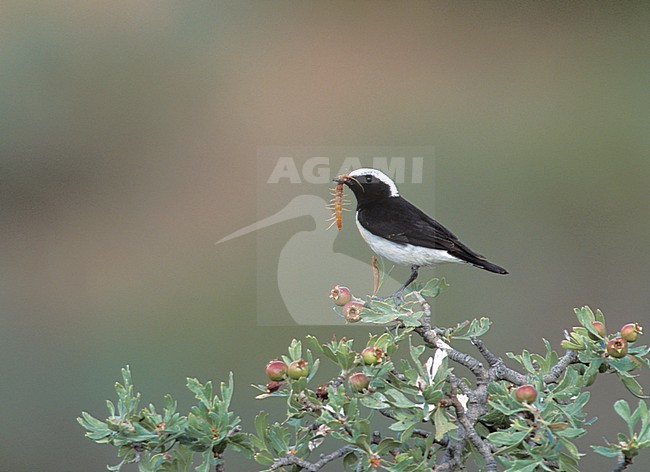 Volwaasen mannetje Cyprustapuit, Adult male Cyprus Wheatear stock-image by Agami/Mike Danzenbaker,