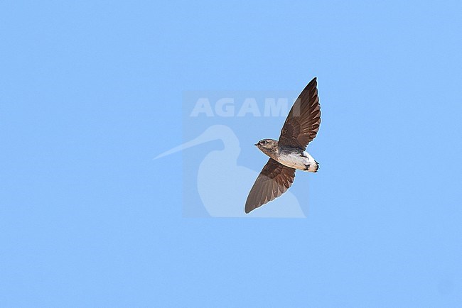 Böhm's Spinetail (Neafrapus boehmi) (aka Bat-like Spinetail) flying against a blue sky as a background, Zimbabwe stock-image by Agami/Tomas Grim,