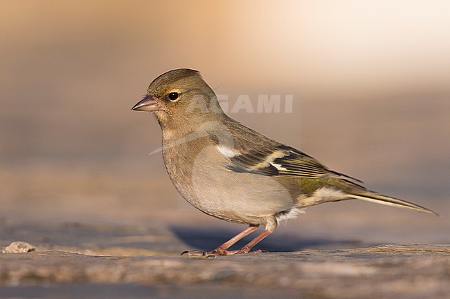 Chaffinch - Buchfink - Fringilla coelebs ssp. coelebs, Spain, female stock-image by Agami/Ralph Martin,