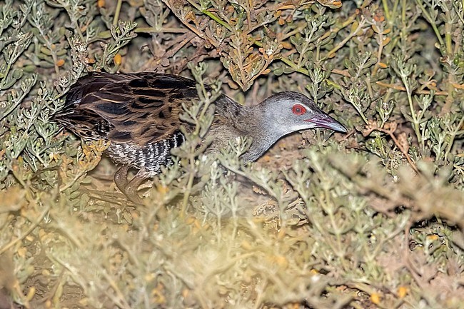 African Crake (Crecopsis egregia) along a small stream near Santa Maria, Sal, Cape Verde. stock-image by Agami/Vincent Legrand,