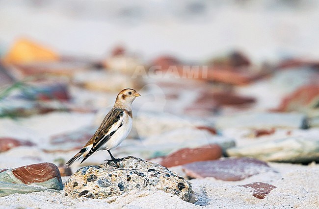 Wintering Snow Bunting (Plectrophenax nivalis nivalis) on a beach on a Wadden Island in northern Germany. stock-image by Agami/Ralph Martin,