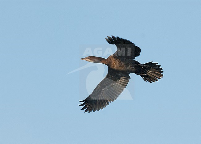 Dwergaalscholver in vlucht, Pygmy Cormorant in flight stock-image by Agami/Bence Mate,