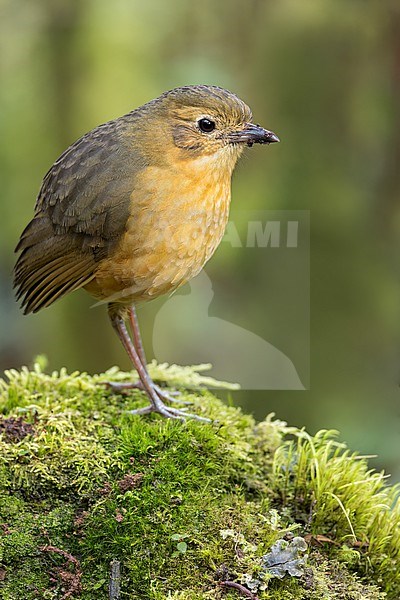 Tawny Antpitta (Grallaria quitensis) perched on the ground in Colombia, South America. stock-image by Agami/Glenn Bartley,