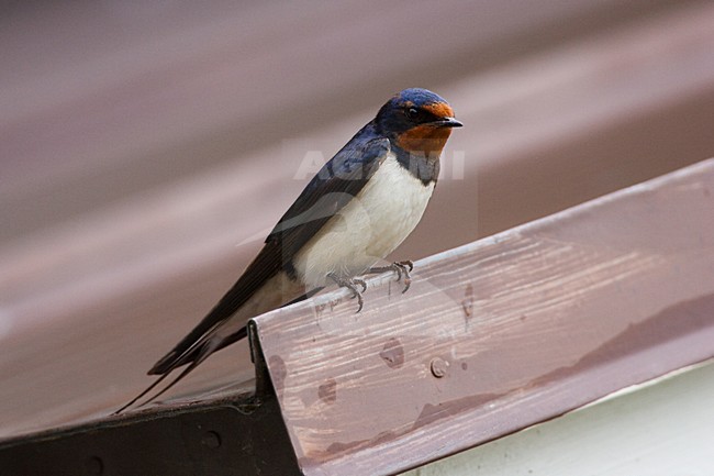 Boerenzwaluw, Barn Swallow, Hirundo rustica stock-image by Agami/Menno van Duijn,