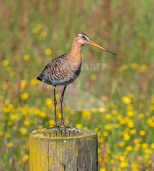 Adult Black-tailed Godwit (Limosa limosa) during spring in Arkemheen stock-image by Agami/Roy de Haas,