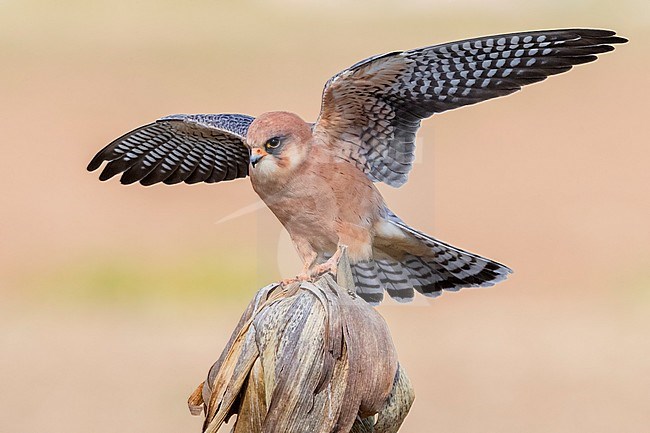Red-footed Falcon (Falco vespertinus), adult female perched on a dead corn plant stock-image by Agami/Saverio Gatto,
