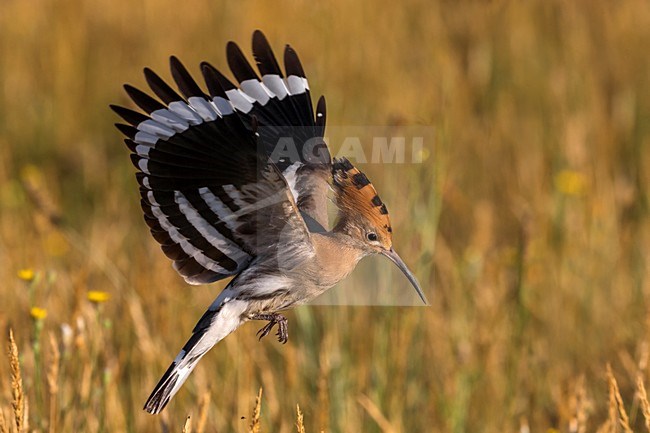 Hop in vlucht; Eurasian Hoopoe in flight stock-image by Agami/Daniele Occhiato,