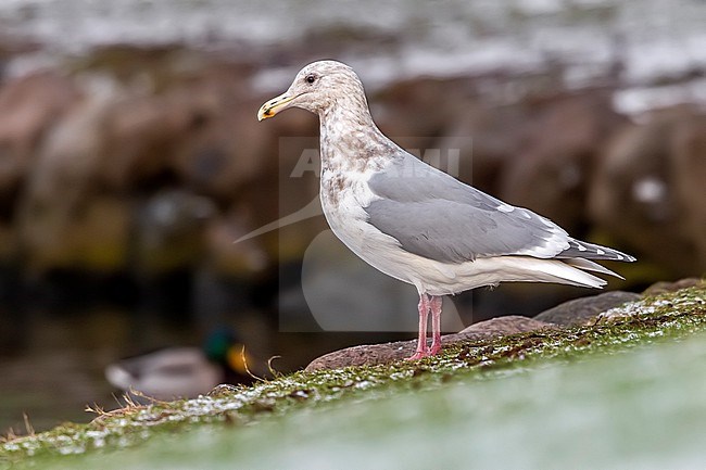 Adult winter Glaucous-winged Gull
(Larus glaucescens) sitting in Arhus, Jutland, Denmark. stock-image by Agami/Vincent Legrand,