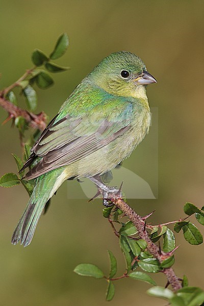 Adult female
Galveston Co., TX
April 2012 stock-image by Agami/Brian E Small,