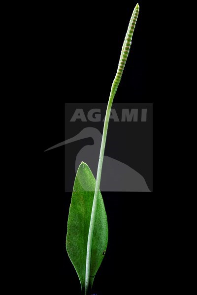 Adder's-tongue, Ophioglossum vulgatum stock-image by Agami/Wil Leurs,