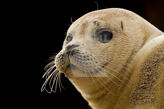 Gewone zeehond kop beeldvullend; Harbour Seal head close-up stock-image by Agami/Menno van Duijn,