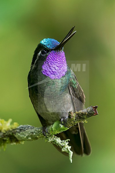 Calling male Purple-throated Mountain-gem (Lampornis calolaema) perched on a branch in Costa Rica. stock-image by Agami/Glenn Bartley,
