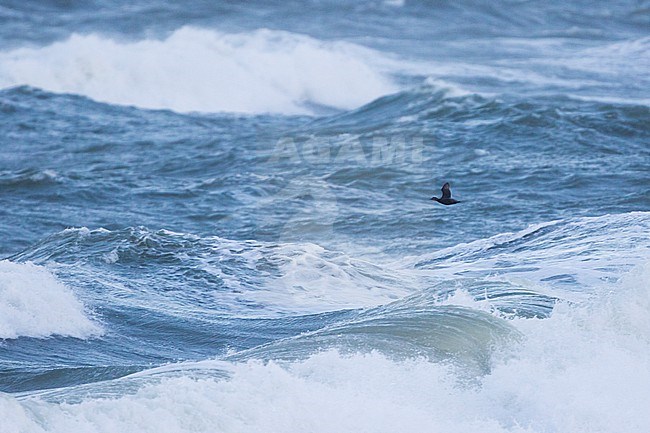 Black Scoter - Trauerente - Melanitta nigra nigra, Germany, adult female stock-image by Agami/Ralph Martin,