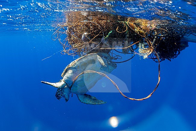 Loggerhead Sea Turtle (Caretta caretta) trapped on a lose net off Pico, Azores, Portugal. stock-image by Agami/Vincent Legrand,