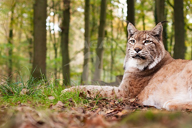 European lynx  (Lynx lynx) lying in forest stock-image by Agami/Caroline Piek,