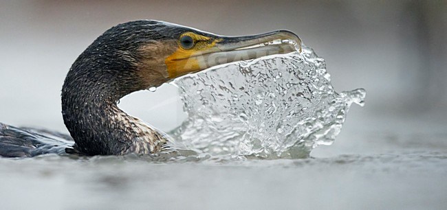 Aalscholver poetsend in water, Great Cormorant preening in water stock-image by Agami/Markus Varesvuo,