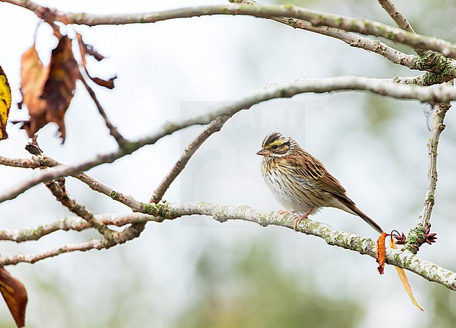 First-winter male Yellow-browed Bunting (Emberiza chrysophrys) on Vlieland, Netherlands. Third record for the Netherlands. stock-image by Agami/Marc Guyt,