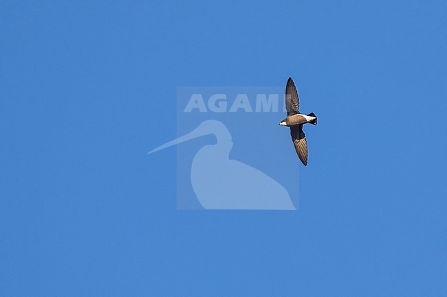 White-throated Needletail - Stachelschwanzsegler - Hirundapus caudacutus, Russia, adult stock-image by Agami/Ralph Martin,