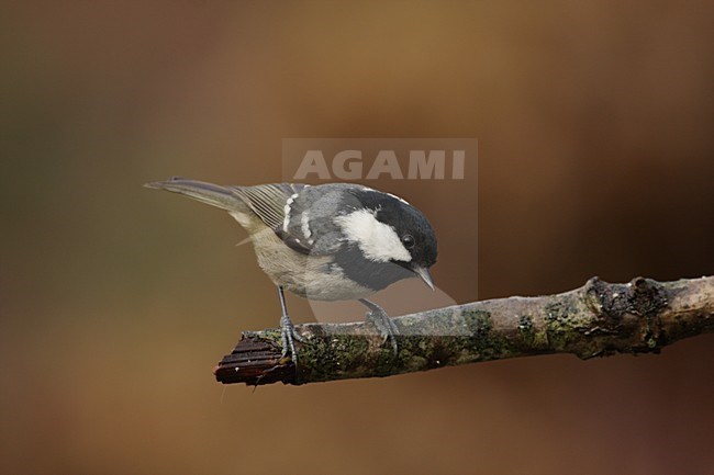 Zwarte Mees zittend op takje; Coal Tit perched on twig stock-image by Agami/Reint Jakob Schut,