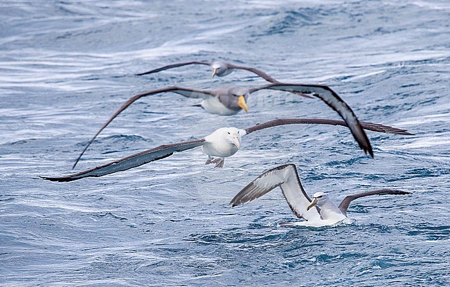 Northern Royal Albatross (Diomedea sanfordi) flying above a swimming Salvin’s Albatross (Thalassarche salvini). Chatham (second bird above) and another Salvin’s Albatross in the back. Off the Chatham Islands, New Zealand. stock-image by Agami/Marc Guyt,