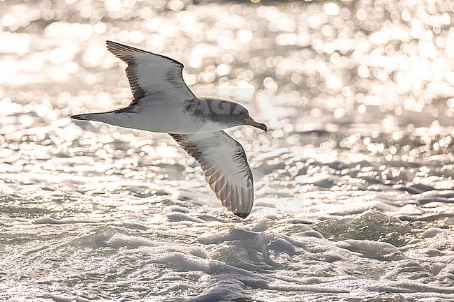 Scopoli's Shearwater, Calonectris diomedea, in Italy. stock-image by Agami/Daniele Occhiato,
