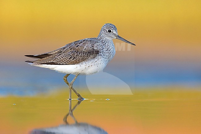 Greenshank (Tringa nebularia) in Italy. stock-image by Agami/Daniele Occhiato,
