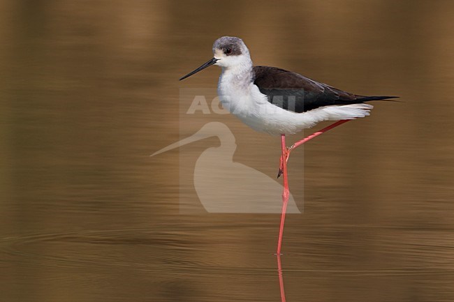 Steltkluut volwassen in water; Black-winged Stilt adult in water stock-image by Agami/Daniele Occhiato,