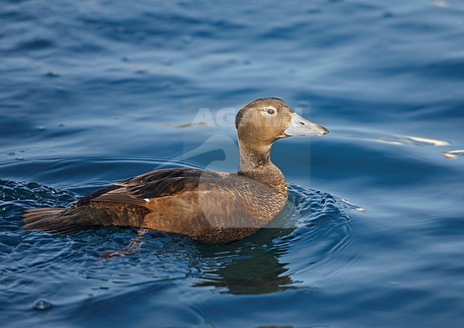 Vrouwtje Stellers Eider; Female Steller's Eider stock-image by Agami/Markus Varesvuo,