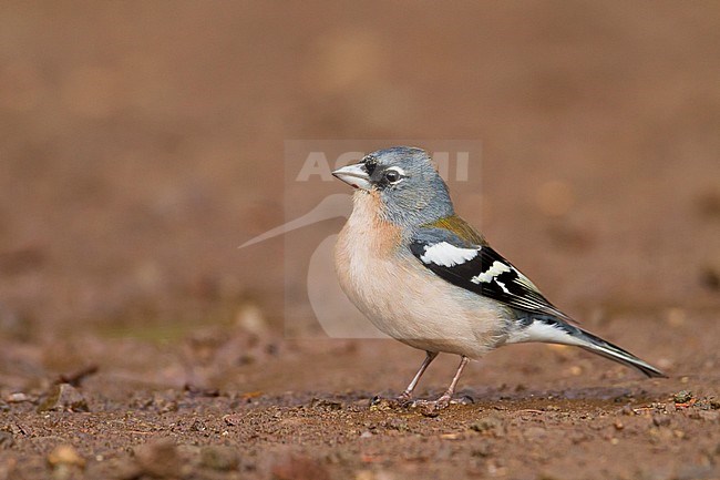 Atlas Chaffinch - Afrikanischer Buchfink - Fringilla coelebs ssp. africana, Morocco, adult male stock-image by Agami/Ralph Martin,