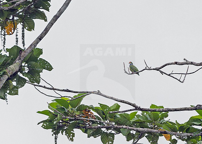 Orange-fronted Fruit Dove (Ptilinopus aurantiifrons) in Papua New Guinea. stock-image by Agami/Pete Morris,