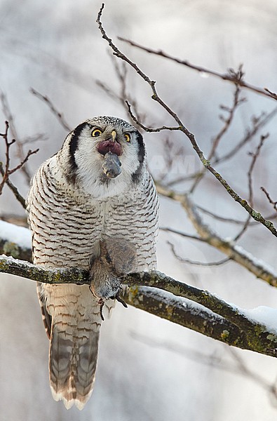 Hawk Owl (Surnia ulula) Helsinki Finland December 2017
Hawk Owl vomits the pellet out before eating next vole. stock-image by Agami/Markus Varesvuo,