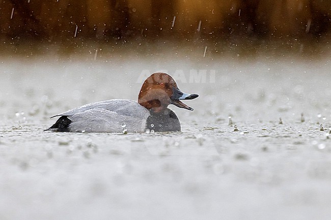 Male Common Pochard (Aythya ferina) in Italy. Swimming in the rain. stock-image by Agami/Daniele Occhiato,