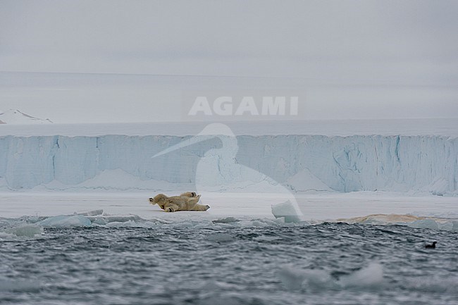 A Polar bear, Ursus maritimus, rolls on ice at the southern edge of Austfonna ice cap. Nordaustlandet, Svalbard, Norway stock-image by Agami/Sergio Pitamitz,