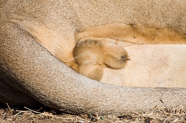 Afrikaanse Leeuw close-up; African Lion close up stock-image by Agami/Marc Guyt,