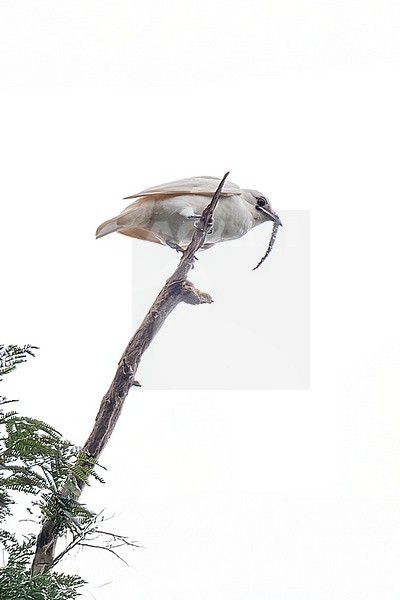 White Bellbird (Procnias albus wallacei) male perched on a dead snag songpost above the canopy of Amazonian rainforest in Brazil stock-image by Agami/Andy & Gill Swash ,