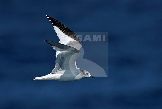 Subadult Sabine's Gull (Xema sabini) in flight over the Atlantic Ocean off northern Spain. stock-image by Agami/Dani Lopez-Velasco,