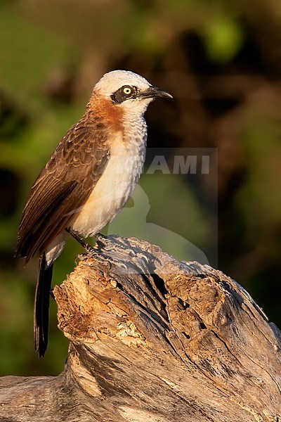 Bare-cheeked Babbler (Turdoides gymnogenys) perched on a branch in Angola. stock-image by Agami/Dubi Shapiro,