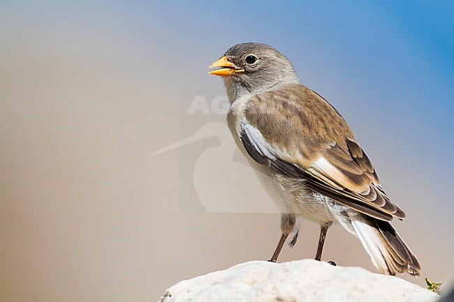 White-winged Snowfinch (Montifringilla nivalis), juvenile standing on a rock stock-image by Agami/Saverio Gatto,