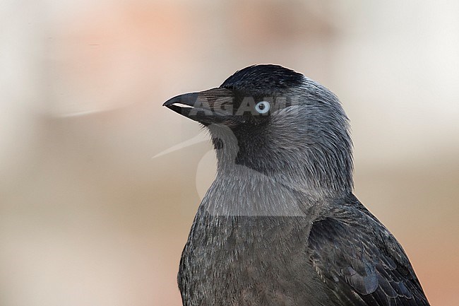 Jackdaw - Dohle - Corvus monedula ssp. monedula, Germany, adult stock-image by Agami/Ralph Martin,