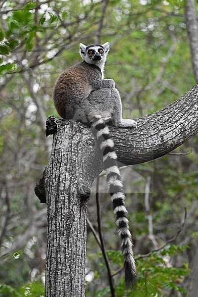 The Ring-tailed Maki of Ring-tailed Lemur is probably the most famous animal of Madagascar. It is endemic to Madagascar, lives in groups and is found in the southern part of the country. stock-image by Agami/Eduard Sangster,