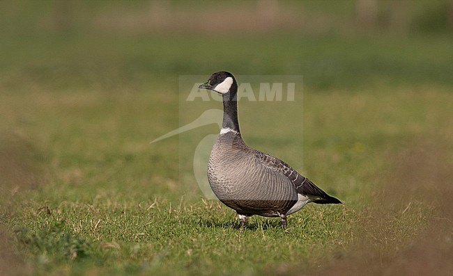 Escaped Cackling Goose (Branta hutchinsii) in The Netherlands stock-image by Agami/Edwin Winkel,