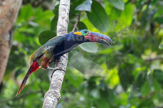 A Guianan Toucanet is seen from the side perched on an exposed branch against a green background. stock-image by Agami/Jacob Garvelink,