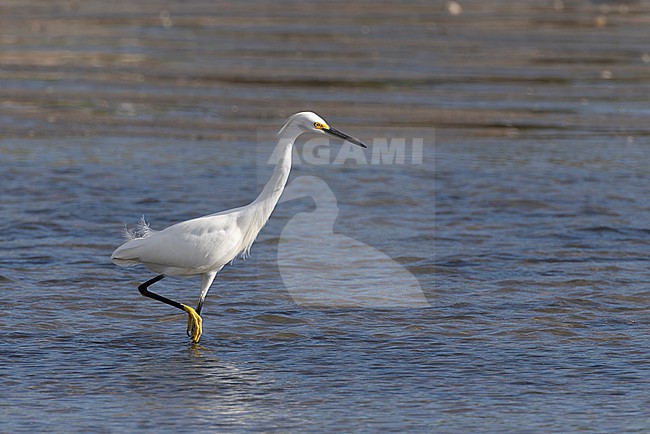 Snowy Egret (Egretta thula) fishing near the coast of Panama stock-image by Agami/Roy de Haas,