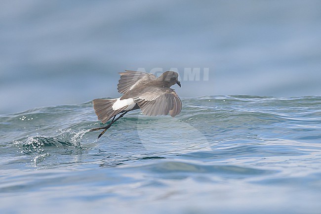 Wilson's storm petrel (Oceanites oceanicus), seeming to dance, with the sea as background. stock-image by Agami/Sylvain Reyt,